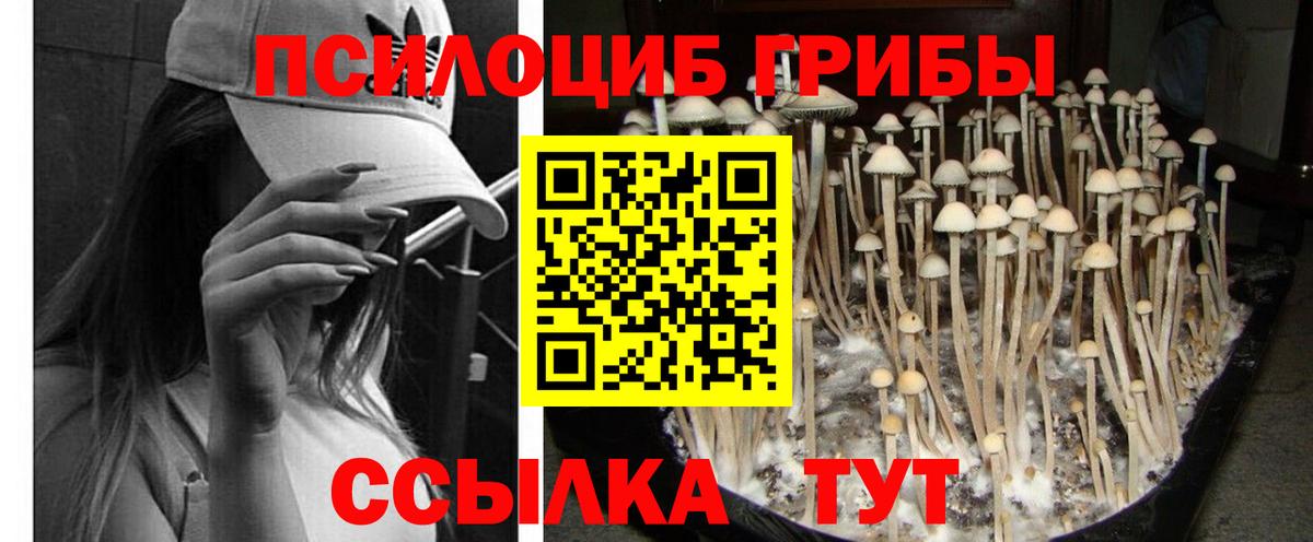 Вязники  сколько стоит  Вход с VPN  Галлюциногенные грибы мицелий 